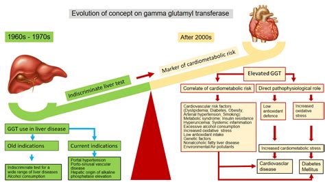 간기능검사: Gamma-glutamyl transpeptidase (GGT) - Metamedic