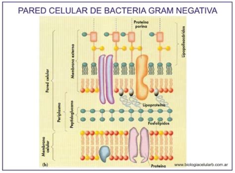 Estructura Gram Negativas Pared Celular Microbiología Bacterias Gram Negativas