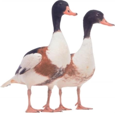 Common Shelduck Information and Picture | Sea Animals