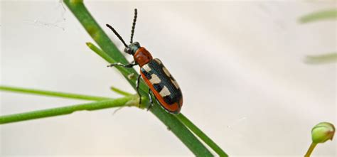 Asparagus Beetle Guide