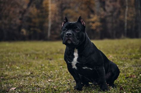 Here Are 8 XL Bully Breeders You Can Trust