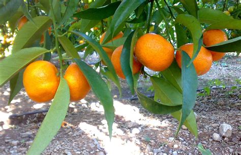 Balance en el ecuador de la campaña de la naranja menos producción