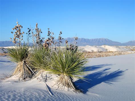 THE WORLD GEOGRAPHY: White American Desert - White Sands