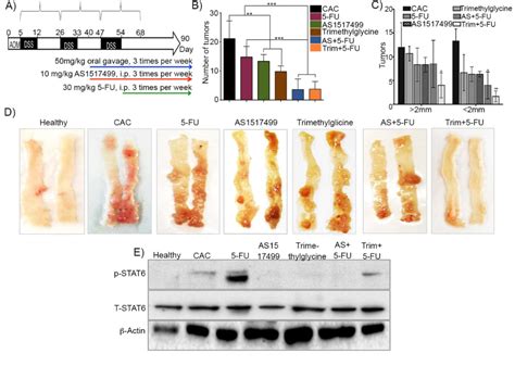 Figure From Use Of Stat Phosphorylation Inhibitor And