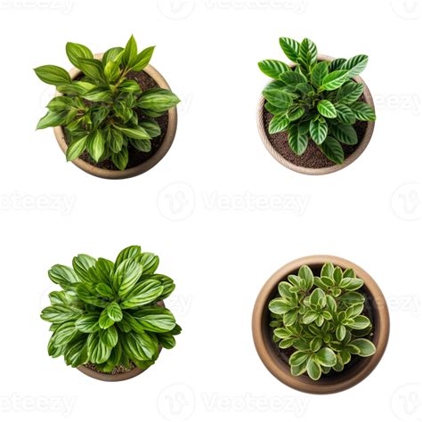 Top View Set Of Various Potted House Plants On Transparent Background