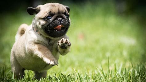 100 Pug Backgrounds Wallpapers