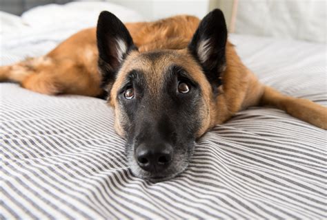 13 Reasons to Sleep with Your Dog - Working Dog Magazine