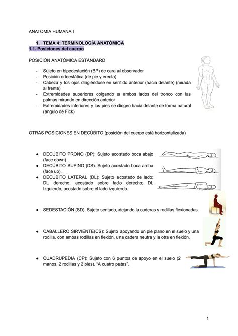 Solution Anatomia Tema Terminologi A Anato Mica Studypool