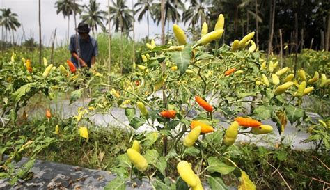 Petani Cabai Rawit Di Lereng Gunung Semeru