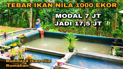 Tebar Ikan Nila Ekor Estimasi Modal Dan Keuntungan Inspirasi