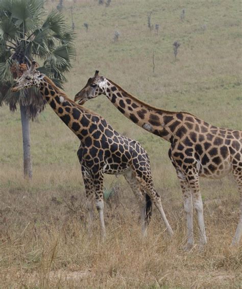 10 Days Uganda Wildlife Safari - Explore Wildlife Africa