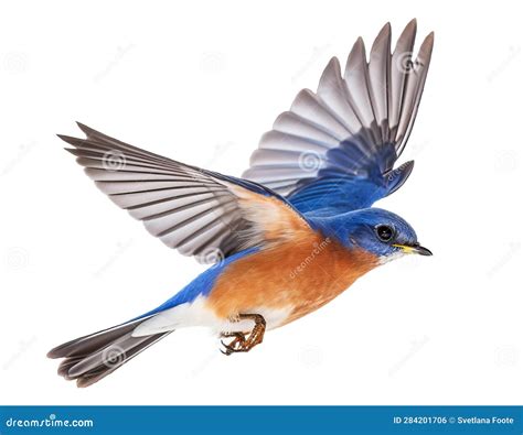 Eastern Bluebird Isolated on White Background . AI Generated