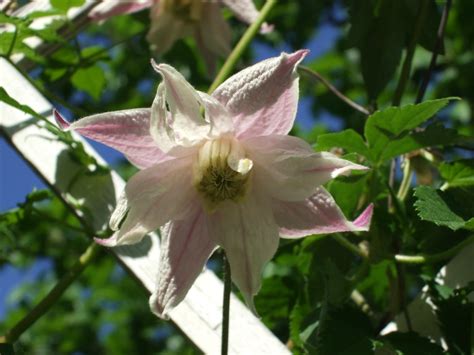 Clematis 'Propertius' | annsofic | Flickr
