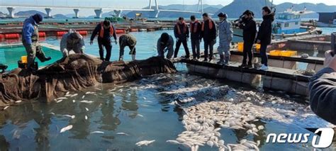 여수 양식장서 물고기 123만마리 집단 폐사저수온 탓 네이트 뉴스