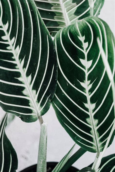 Комнатное растение с полосатыми листьями - 76 фото