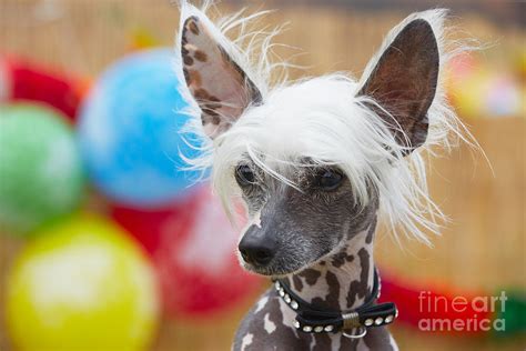 Portrait Of Chinese Crested Dog Copy Photograph By Jaromir Chalabala