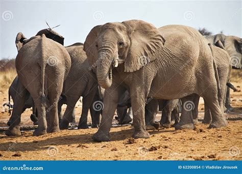 African Elephants Loxodon Africana Drinking Water At Waterhole Etosha