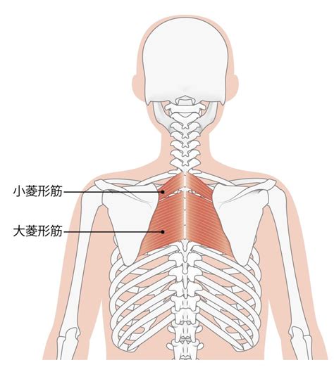 ガチガチの肩甲骨内側の痛みを改善するテニスボールマッサージのやり方「菱形筋リリース法」 Miyoshi整体サロン