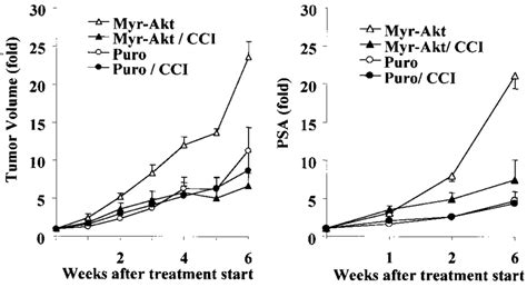 Akt Mediated Growth In PTEN Wild Type Tumor Cells Is MTORdependent