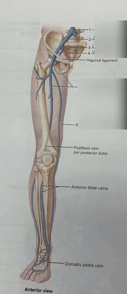 Label The Veins Of The Pelvis And Lower Limb