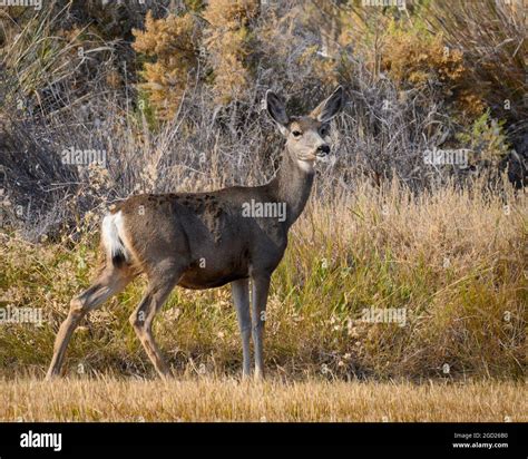 Mule Deer Doe At Malheur National Wildlife Refuge In Southeast Oregon