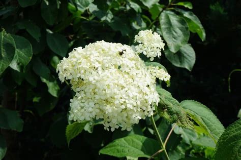 How to Grow and Care for Smooth Hydrangea (Hydrangea arborescens ...