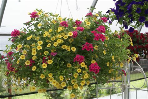 Rose Verbena & Yellow Calibrachoa. Hanging Baskets @ Smiths Country Gardens http ...