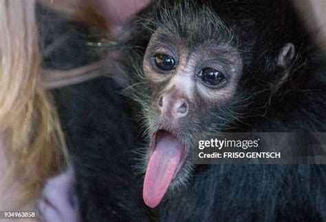 146 Baby Spider Monkey Stock Photos, High-Res Pictures, and Images