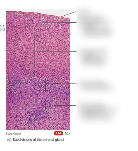 Subdivision Of The Adrenal Gland Diagram Quizlet