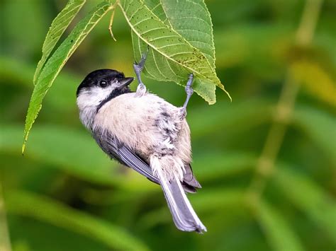 Carolina Chickadee - NestWatch