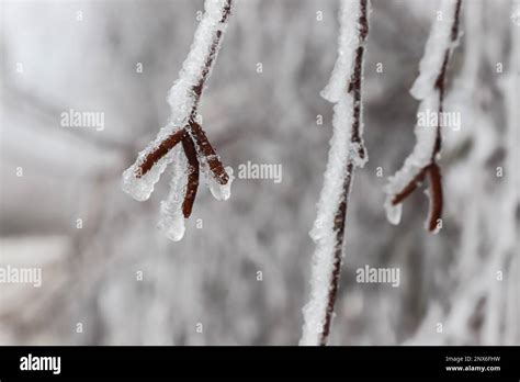 Branches Covered With Ice After Freezing Rain Sparkling Ice Covered