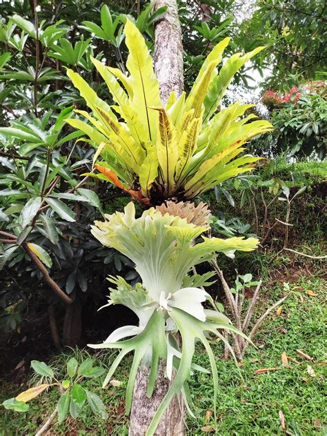 Tanduk rusa plant, Platycerium bifurcatum 21232472 Stock Photo at Vecteezy