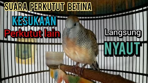 Perkutut Betina Memanggil Jantan Suara Kesukaan Perkutut Lokal Lain