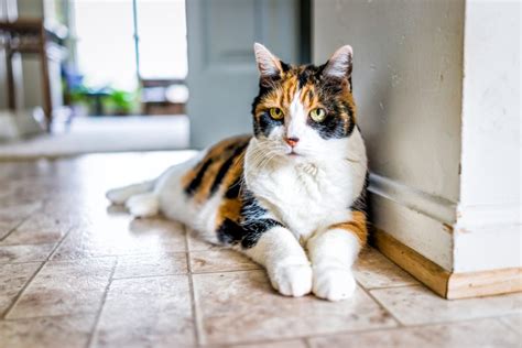 Calico Cats Personality Info Pictures Origins History Catster