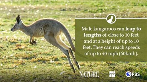 Kangaroo Fact Sheet Blog Nature Pbs