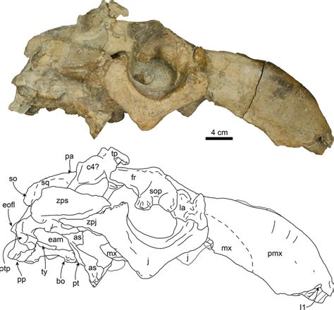 20-million-year-old tusked sea cow is Central America’s oldest marine mammal – Research News