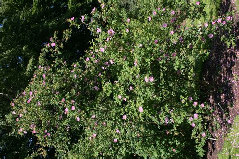 Шиповник коричный | это... Что такое Шиповник коричный?