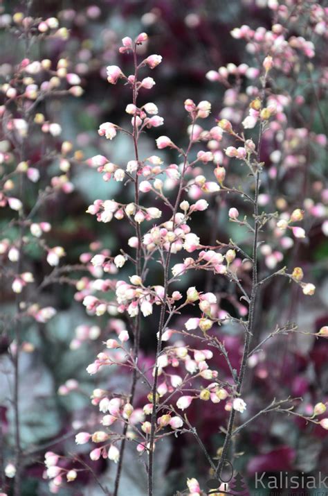 Heuchera Rex Purple Urawka