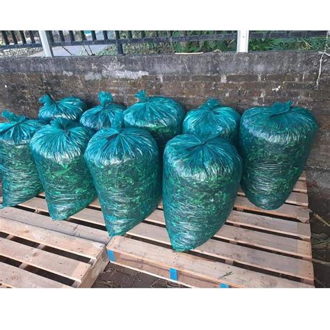 Jual Harga Grosir Plastik Silase Pakan Fermentasi Ternak Kambing