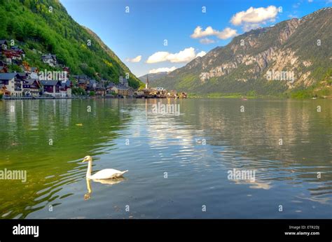 Hallstatt In Sterreich Ber Hmte Hallstatt Bergdorf Und Und Schwan Auf