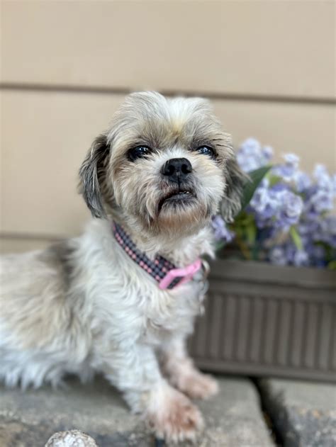 Dog for Adoption - Trixie, a Shih Tzu in Hawarden, IA | Alpha Paw