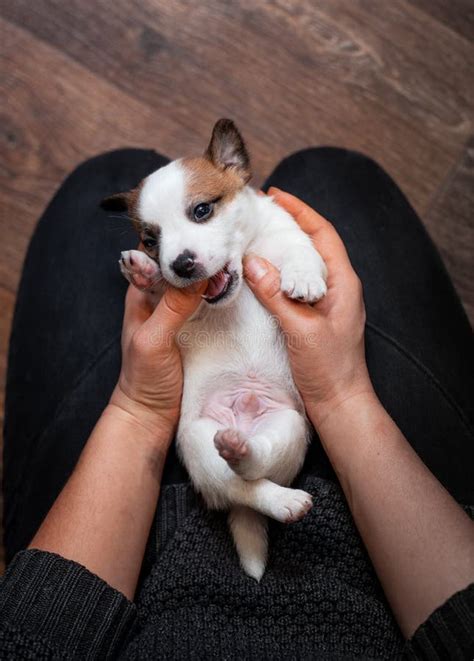 Perrito De Jack Russell Terrier Que Miente En Su Parte Posterior Foto