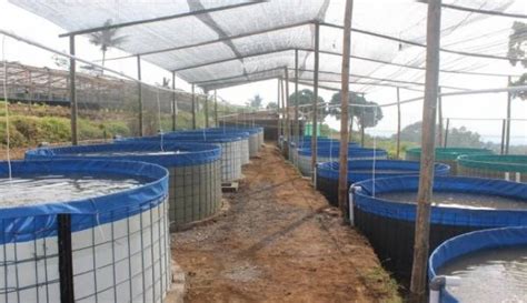 Cara Membuat Bioflok Nila Bikin Ikan Bahagia