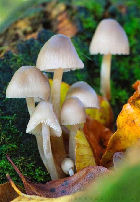 Wild Mushrooms Stuffed Mushrooms Plant Fungus Mushroom Fungi Garden Images Wild Plants