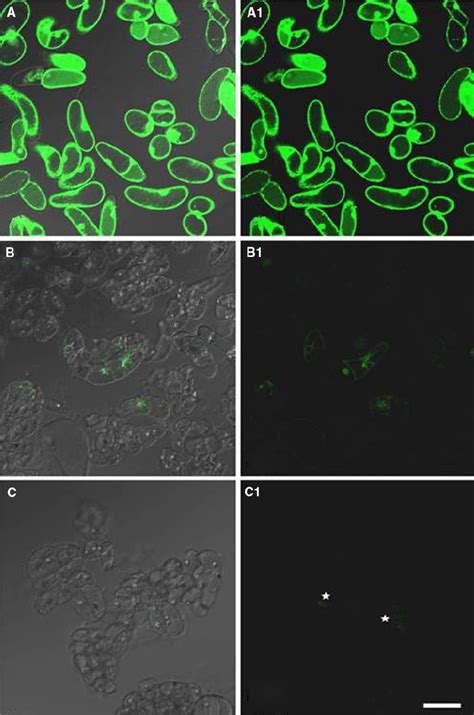 Fluorescent Micrographs Of Transgenic Cell Lines Overlap Images A B