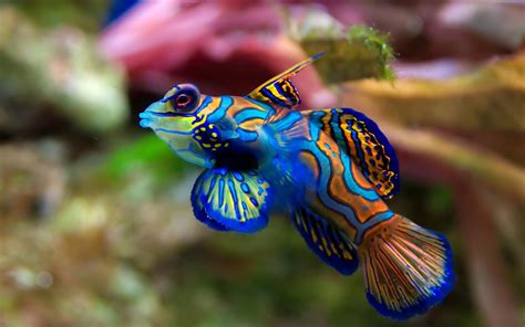 Cool Fish Wallpapers Top Free Cool Fish Backgrounds Wallpaperaccess