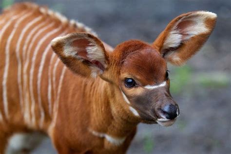 Big Eyed Bongo Baby Born At Dublin Zoo Zooborns