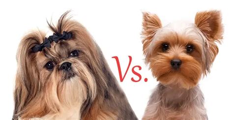 Yorkies Vs Shih Tzu An In Depth Comparison