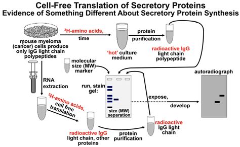 177 Directing The Traffic Of Proteins In Cells Biology Libretexts