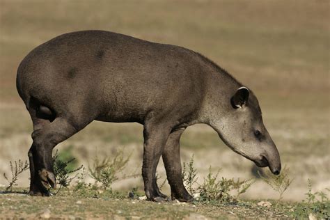 Anta Tapirus Terrestris Rewild Brazil The Brazilian Plantfinder